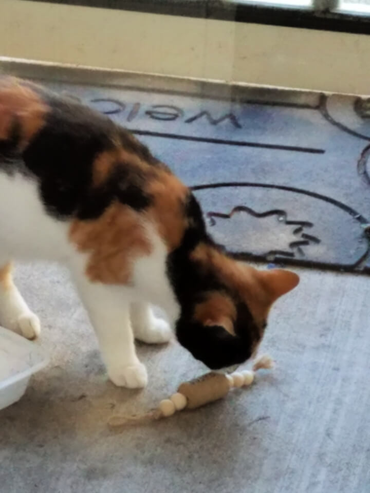 a cat examines a toy