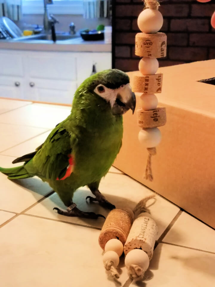 a Han's Macaw with a couple of cork and bead toys 